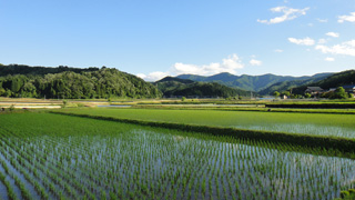 お米の産地
