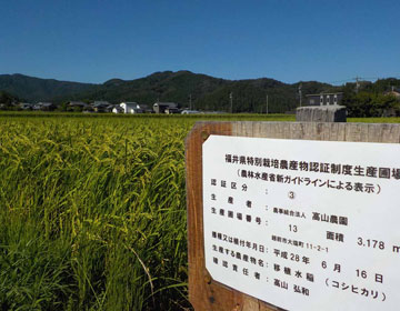 お米の安全性
