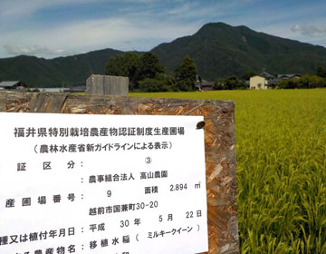 お米の安全性