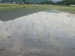 田植え後の田んぼ