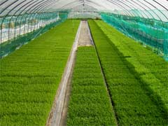 田植え