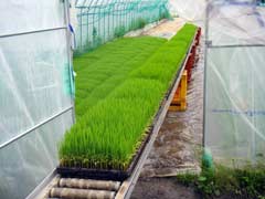田植え