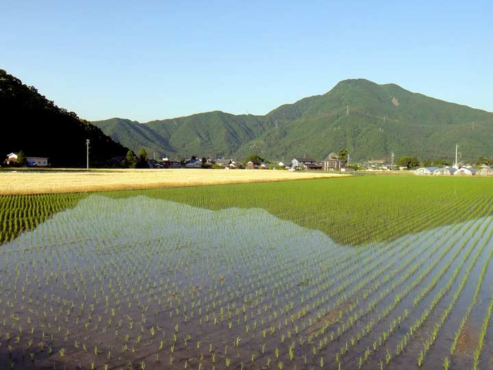 田植え